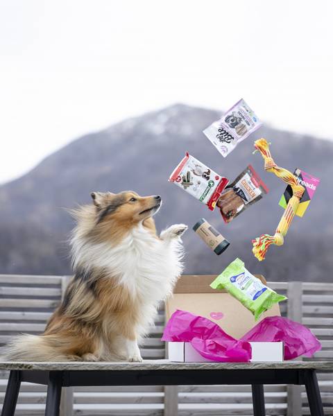 Poteklubben Forundringspakke Hund